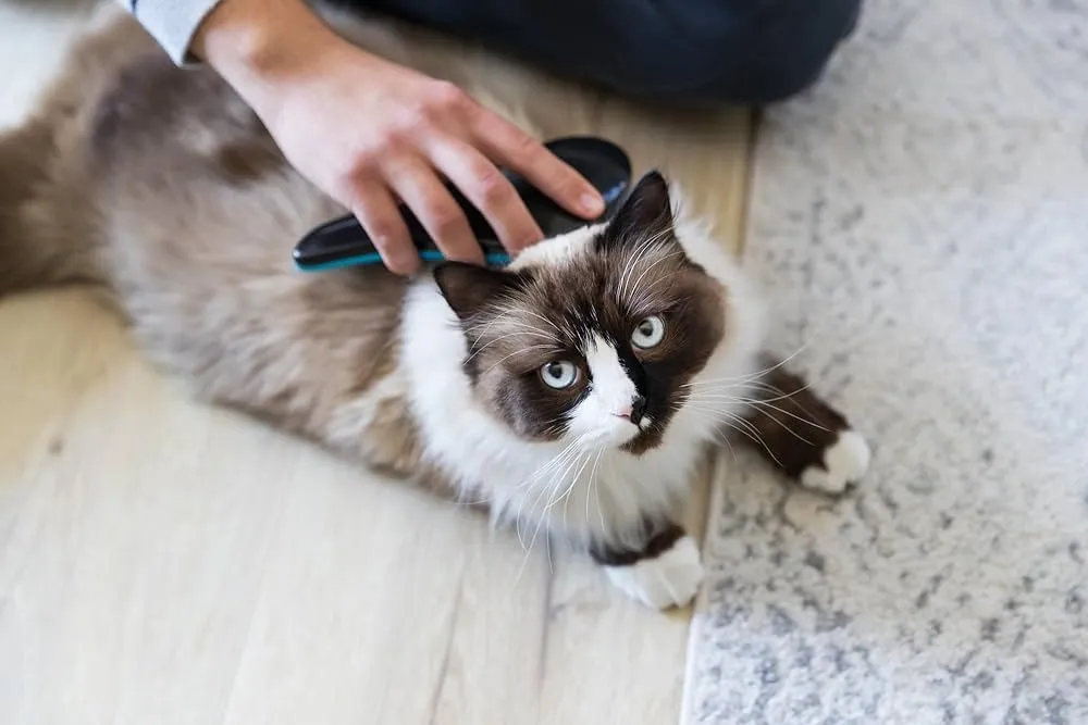 Cepillo Suave 19cm Trixie Gatos Y Perros - Petit Pet Shop Color Turquesa - Image 6